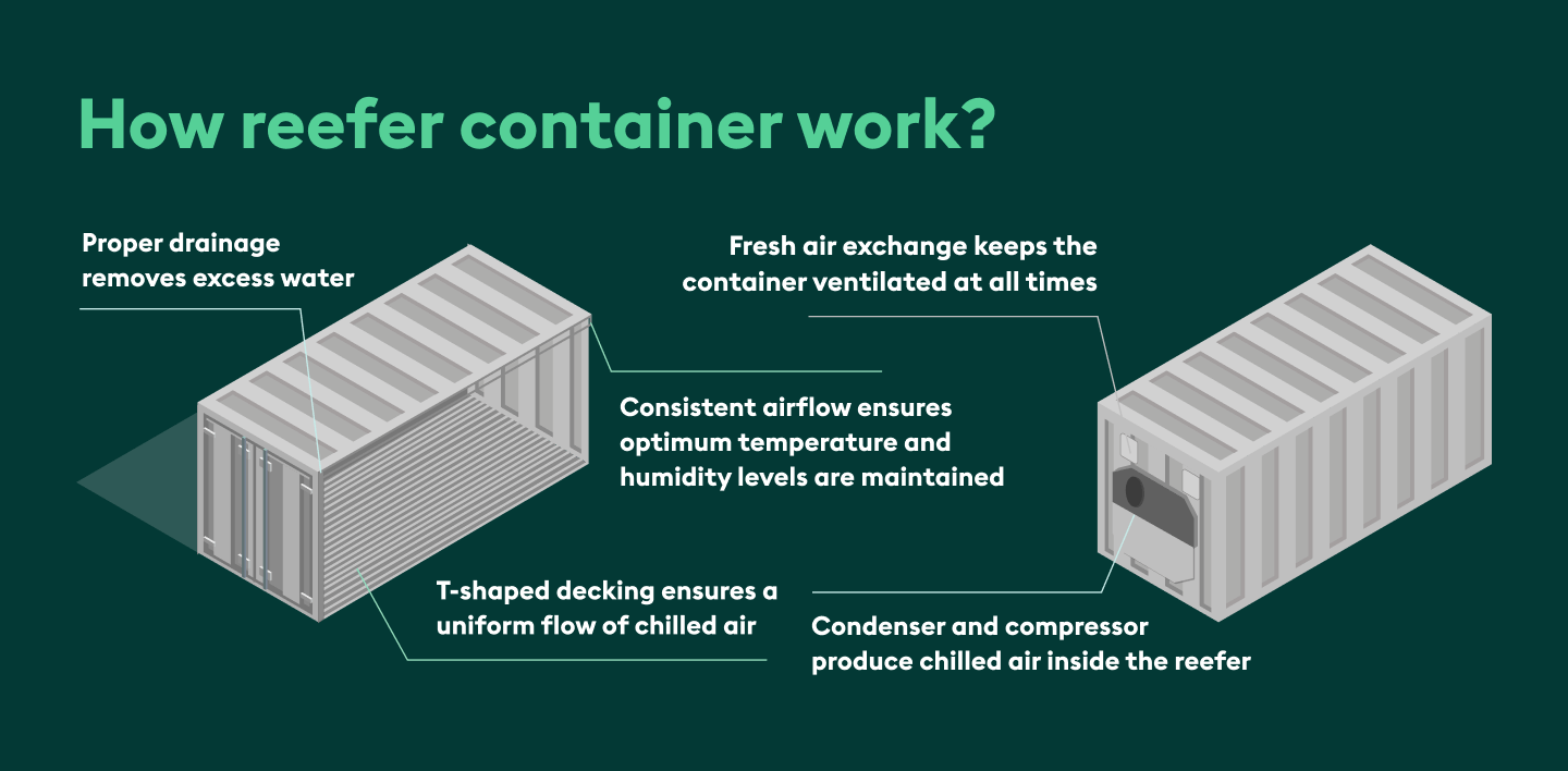 What is a reefer container? Facts and dimensions - Intermodal Equipment