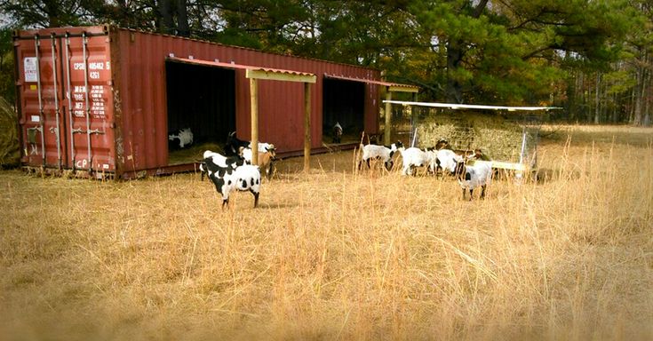 shipping containers for livestock, containers for livestock,